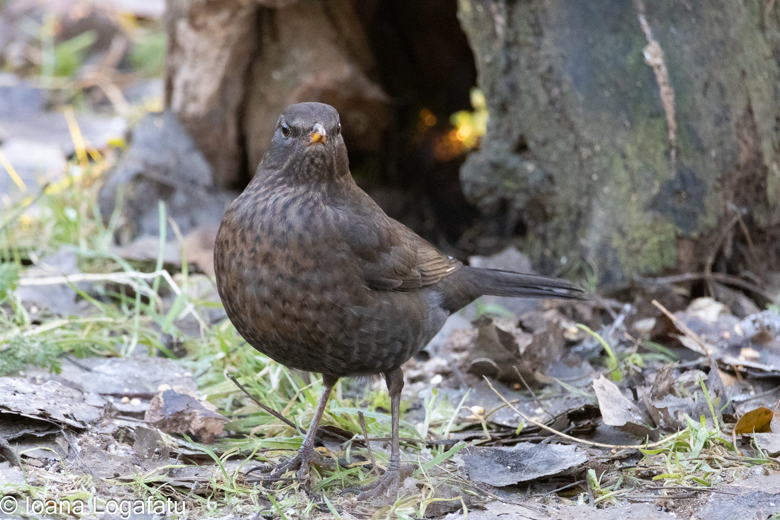 Bright bird stands out in fallen leaves at dusk